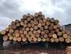 Продаж заготовленої деревини (ліс-кругляк) на ТОВ «Українська Енергетична Біржа»
